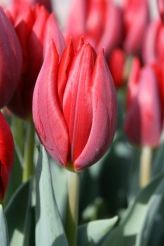 Tulip Colour Cardinal  (14).jpg